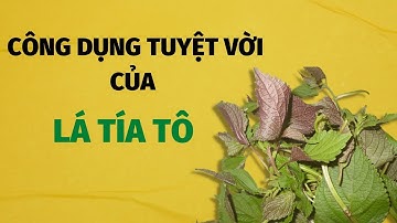 Công dụng tuyệt vời của lá tía tô