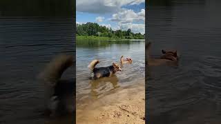 Не попадайся собачьему патрулю в месте, где купаться нельзя