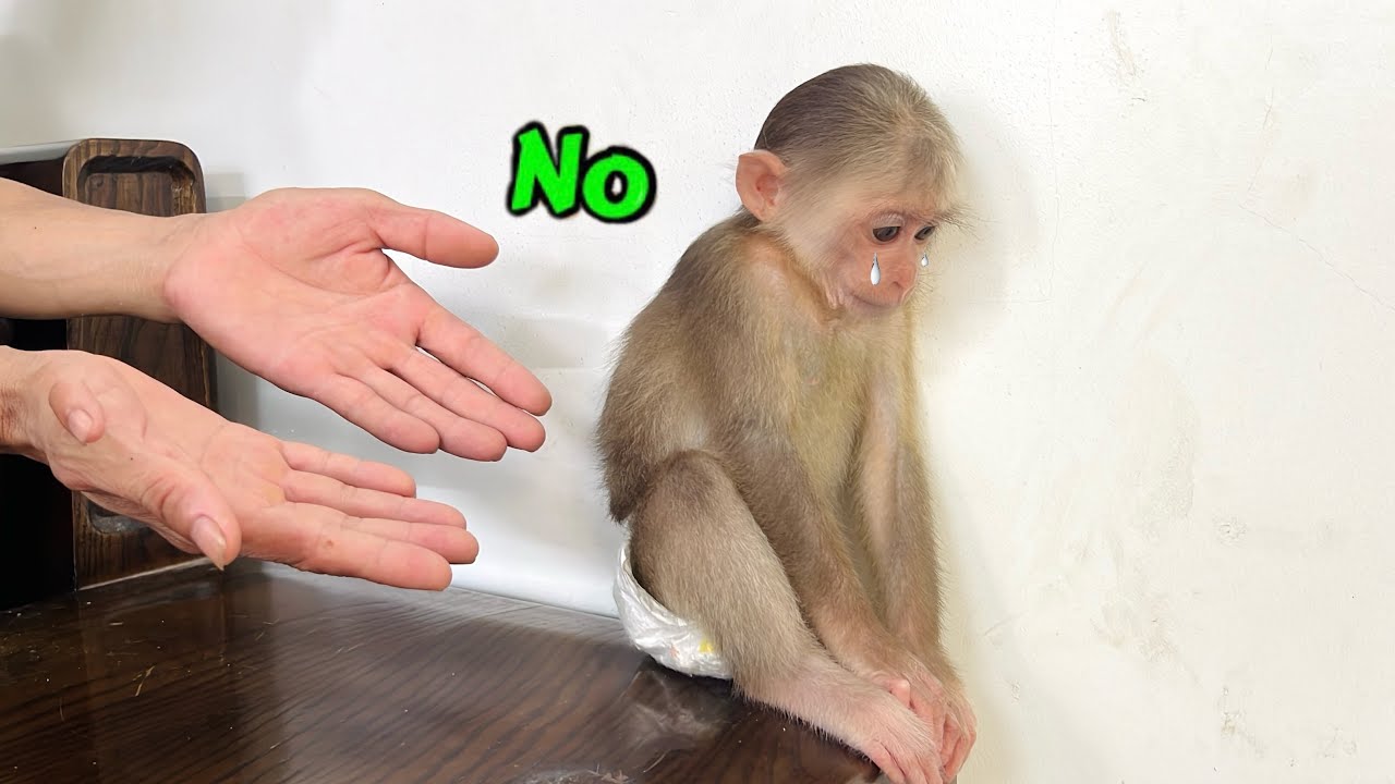 why is baby monkey xuka so angry with her dad ?