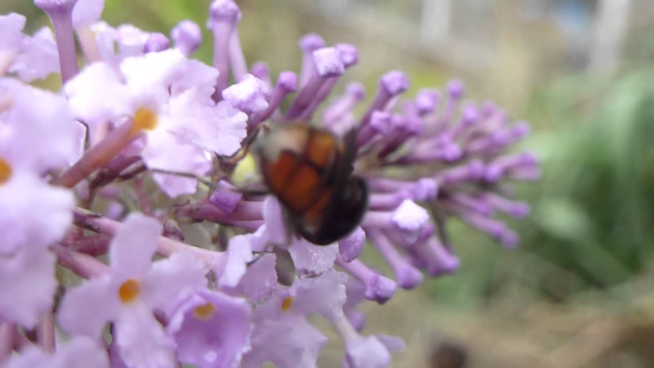 Hoverfly - Rhingia campestris - Blómsveifa - Fluga - með langt nef eins og horn - Pöddur - Skordýr