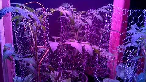 Raspberry Pi 3 Time Lapse of Tomato Plants Video 1 - Growing under DIY LED Horticulture Lights
