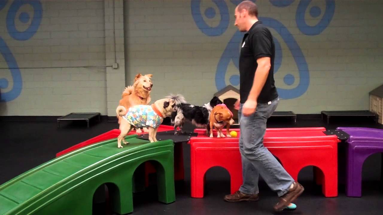 Small Dog Room at Canine Retreat Dog Daycare.MP4 YouTube