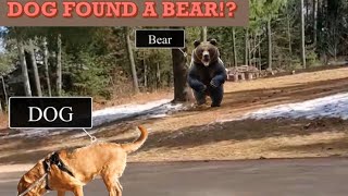 Scariest bear moment.. Family and Dog at risk! DO NOT WATCH!
