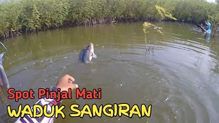 Nila BABON Dagu Merah Bergoyang Di Depan Mata | WADUK SANGIRAN