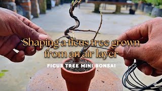 “Air-layering results for mini bonsai art.”