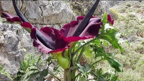 #قراءة للشيخ ابراهيم الأخضر من #سور الحجرات الآيات(14-18) و (ق) و الذاريات الآيات(1-30)