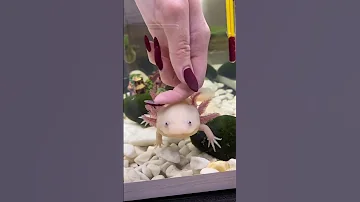Кому не надо покупать аксолотля! #axolotl #аксолотль