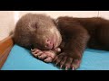 Спят усталые медвежата / Tired bear cubs sleep