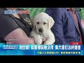 你不仁別怪我不義！狠心飼主呼麻逃逸丟包狗狗 遭拉布拉多帶警直搗逮捕｜三立新聞網 SETN.com