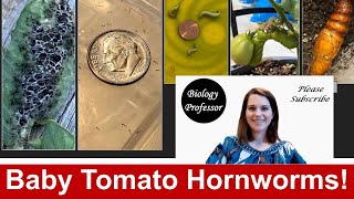 Baby Tomato Hornworms!