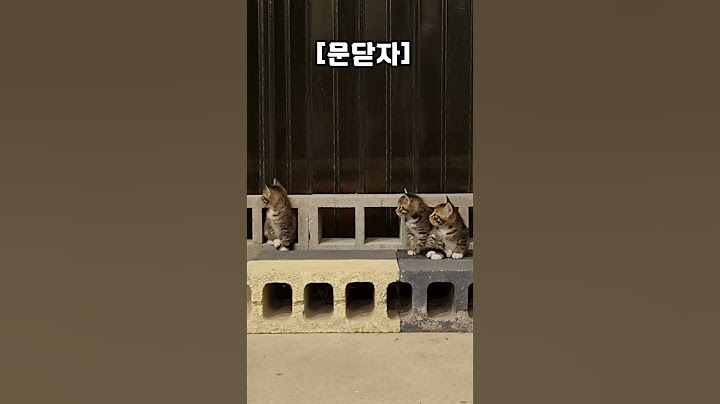 엄마 밥 다 먹을 때까지 기다리는 아깽이들