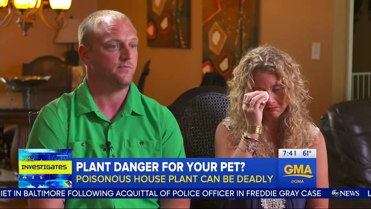 Sago Palm Plants Are Killing Animals And Dogs