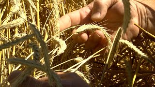 Cover Crop Rye