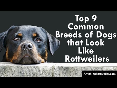 Video: What Does A Rottweiler Look Like