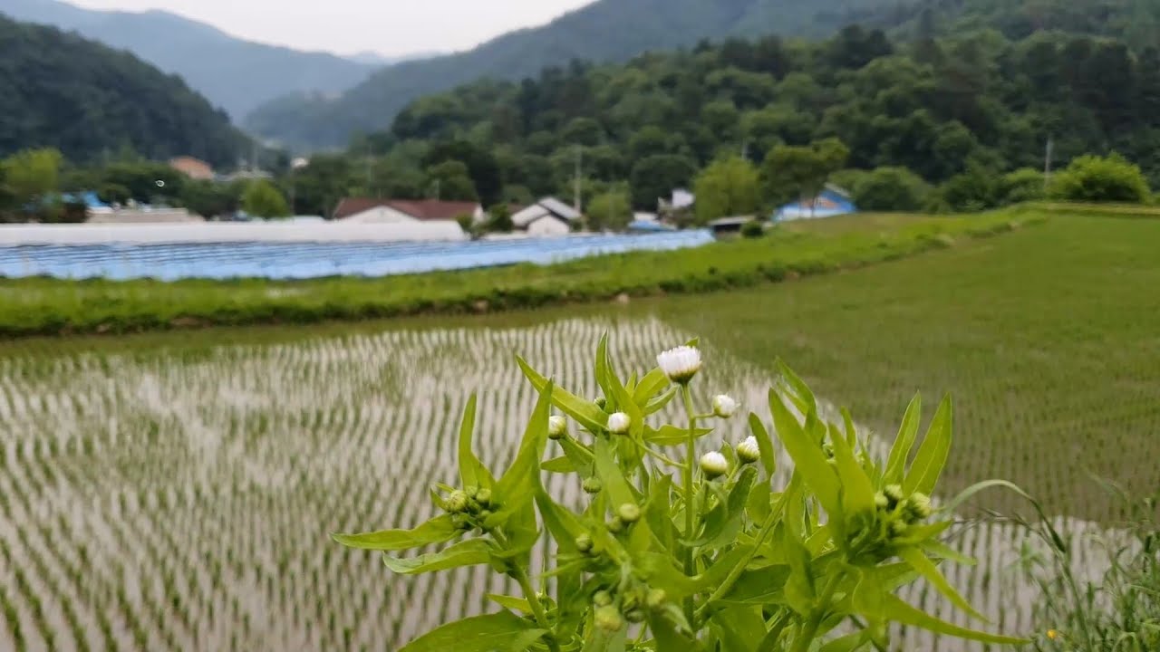 День в корейской деревне, садоводство и приготовление кимчи из салатной воды