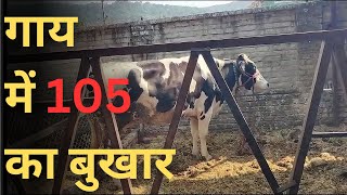 गाय में 105 का बुखार, कारण और निवारण | High Fever in Cow and Treatment