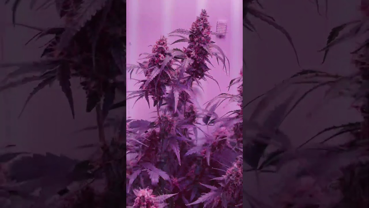 Grobo update ! Hydroponics