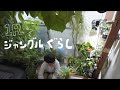 50種類！部屋の観葉植物、全部紹介してみた！1R/一人暮らし（ジャングル）