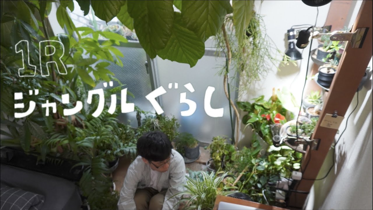 50種類！部屋の観葉植物、全部紹介してみた！1R/一人暮らし（ジャングル）