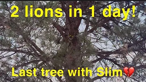 2 Mountain Lions in 1 Day! Utah Mountain Lion Hunting 2024