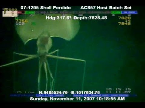 Vídeo: Científicos: En Las Profundidades Del Océano, Pueden Vivir Calamares Del Tamaño De Un Autobús - Vista Alternativa