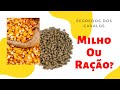 Milho ou Ração ? Como alimentar meu cavalo?