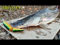 Best Lure For Singaar, Catfish, Padin, Mahasher, Badas | Kalisindh River | Angler Azam