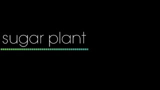 SUGAR PLANT Live at MORE 2017/01/21