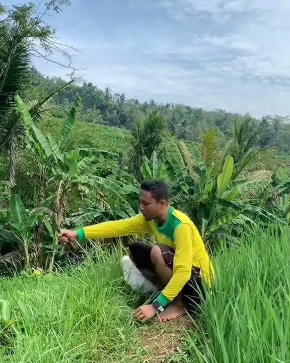 Cara ngarit profesional sesuai prosedur || tutorial cara ngarit yang benar || cara mencari rumput