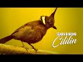 Suara Burung Cililin Gacor Ngeroll Panjang