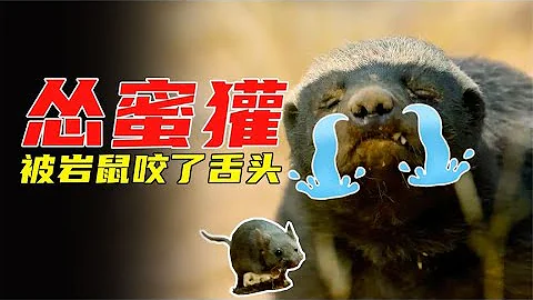 这平头哥太给蜜獾“丢脸了”，被岩鼠咬了舌头，搞笑动物纪录片 - 天天要闻