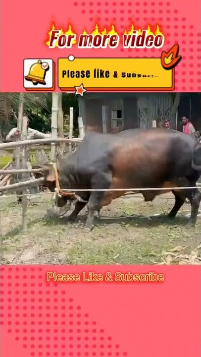 Big Cow | Pagla Goru | Qurbanir Goru | kurbanir Goru 2022 | Boro Goru