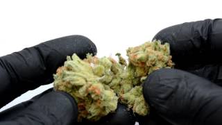 Lemon & Lime Haze