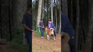 American Akita Ina Ch Terra Di Amore Gedeon 3,5 Years Age & Benigna Dara Lexuss Daughter