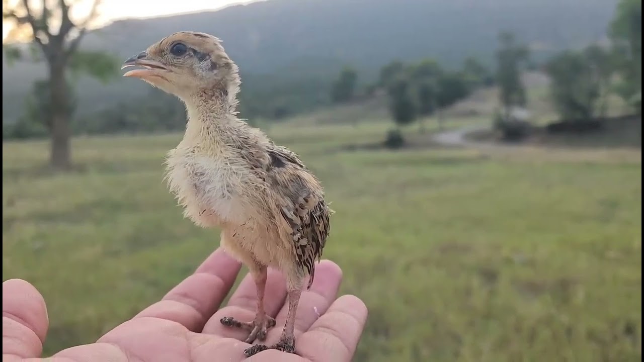 Black francolin chicks voice#francolinvoice #blackfrancolin #