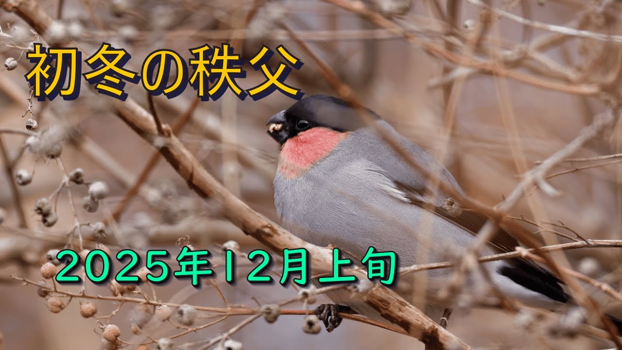 『初冬の秩父―２０２５年１２月上旬』ウソ、マヒワ、ルリビタキ、ビンズイ、他秩父地方での探鳥の様子です。真冬の水浴び、野鳥の採餌の様子などをお楽しみください。