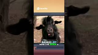 Screaming Goat Meme EXPLAINED 🐐 Taylor Swift Remix &amp; The Ophelia Truth