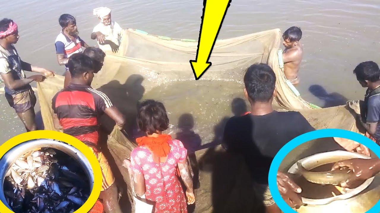 Tiny Fish Caught by Bed Net / Traditional River Fishing / Group Fishing BD-Easy and Real Fishing