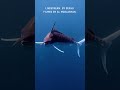 Giant Marlin in Its Element #marlin #fishing #wildlife #trolling