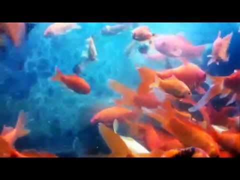 GoldFish&rsquo;s