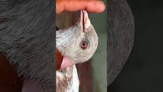 ||Timer Pigeon|| Animals Birds subscribe now?shorts viral trending youtubeshorts?