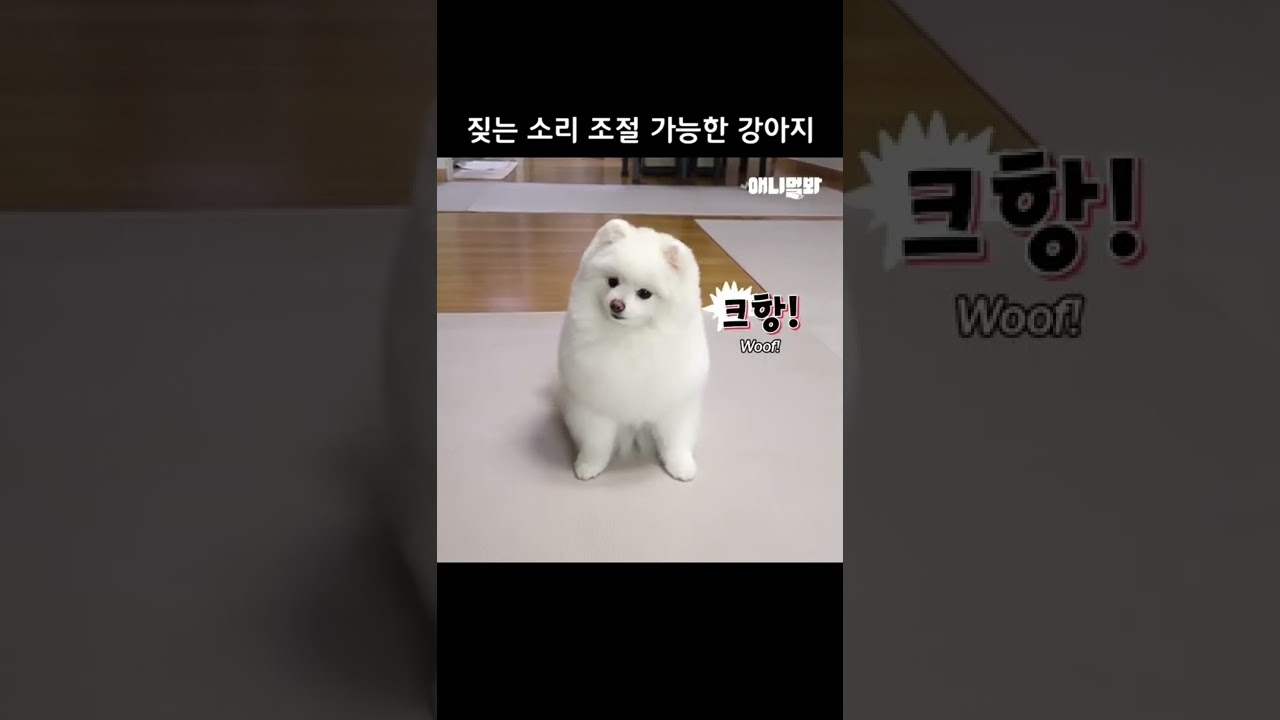 짖는 소리 조절 가능한 강아지ㅋㅋㅋ