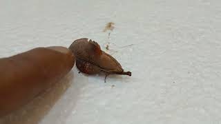 Gastropacha - Leaf Like Moth