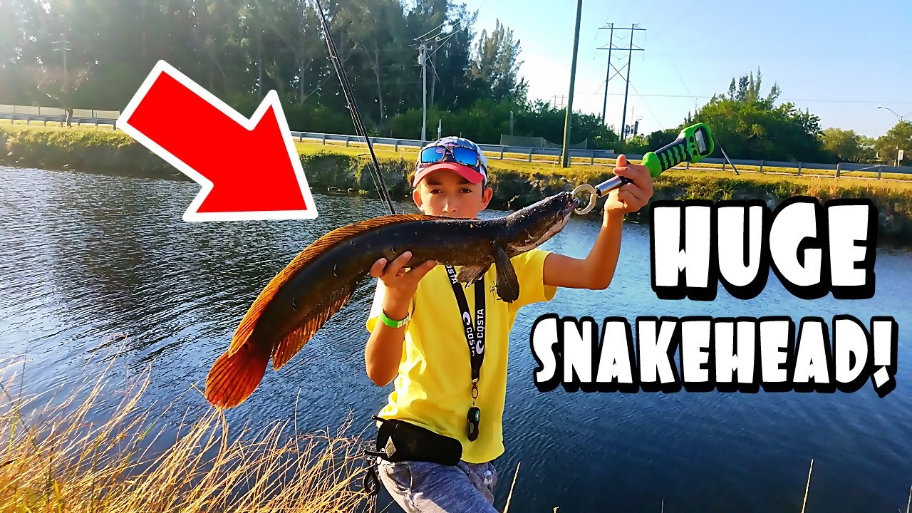 HUGE Snakehead Caught At Subscriber Tournament! ft Noobangler!