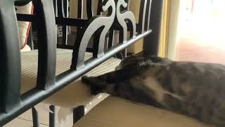 Chilling cat 12 by Just a kid! 141 views 1 month ago 14 seconds