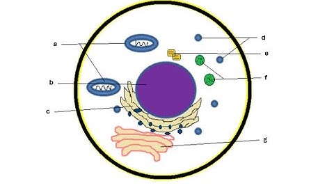 GSC101 Assignment 2 Solution