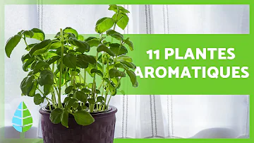 Quelle plante aromatique avec fraises ?