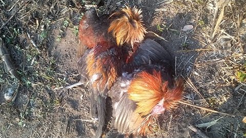 mus zov qaib qus laib ob tug lau