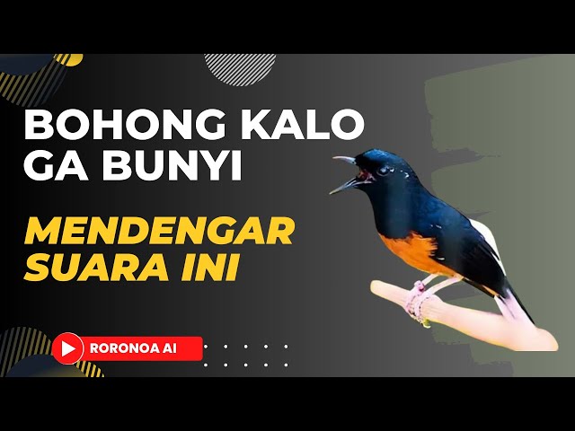 Pancingan Murai Batu Agar Bunyi Ngeplong 99,99% Bongkar Isian class=