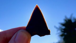 Stunning Chubutensis! | Shark Tooth Hunting by HoppeHunting 1,602 views 3 years ago 9 minutes, 16 seconds